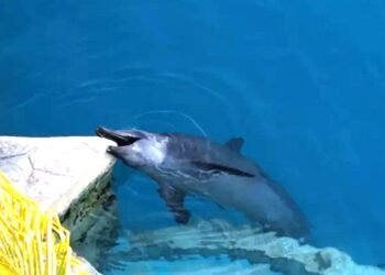 Captan a delfines mordiendo concreto en  parque acuático clausurado de Cancún