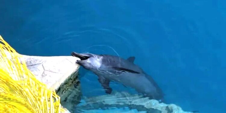Captan a delfines mordiendo concreto en parque acuático clausurado de Cancún