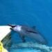 Captan a delfines mordiendo concreto en  parque acuático clausurado de Cancún