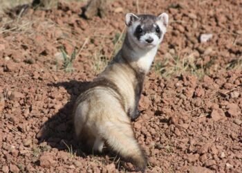 ¿Matar una especie protegida por accidente ya no será delito en EU? Esto dice la nueva directiva