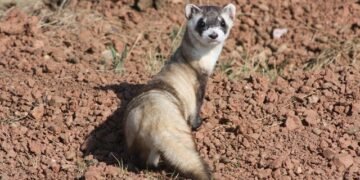¿Matar una especie protegida por accidente ya no será delito en EU? Esto dice la nueva directiva