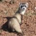 ¿Matar una especie protegida por accidente ya no será delito en EU? Esto dice la nueva directiva