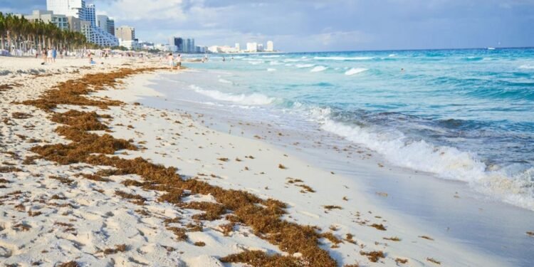 ¡Se empiezan a despejar las playas! Hay niveles moderados y bajos de sargazo en la zona norte