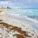 ¡Se empiezan a despejar las playas! Hay niveles moderados y bajos de sargazo en la zona norte