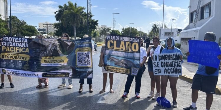 ¡Cierran la Zona Hotelera por los nueve delfines! Exigen que los saquen de las albercas