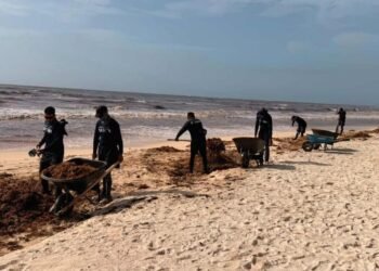 ¡Ni buques ni barreras detienen el sargazo! Alcanza cifra récord: Marina admite crisis