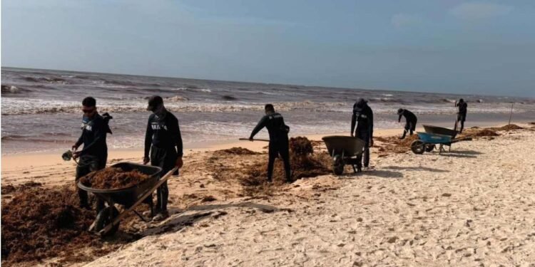 ¡Ni buques ni barreras detienen el sargazo! Alcanza cifra récord: Marina admite crisis