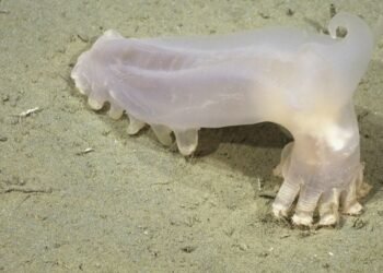 Sorpresa en las profundidades: encuentran a “Loki” entre 57 especies desconocidas