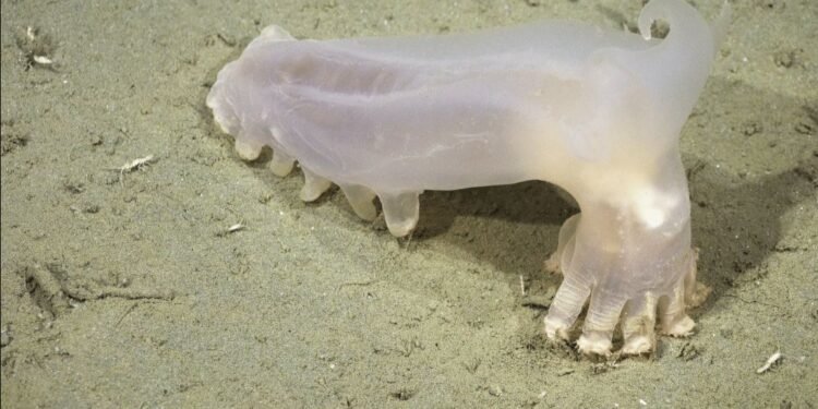 Sorpresa en las profundidades: encuentran a “Loki” entre 57 especies desconocidas