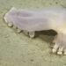Sorpresa en las profundidades: encuentran a “Loki” entre 57 especies desconocidas