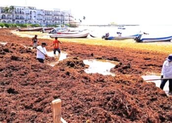El sargazo ya le come a Quintana Roo el equivalente a 17% de su PIB
