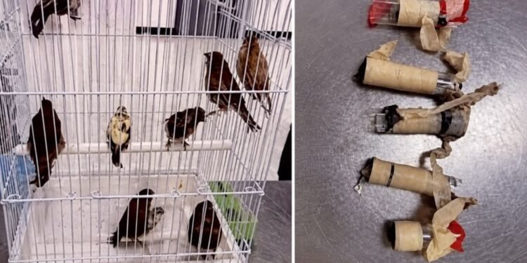 Un “bulto” levantó sospechas: pasajero llevaba 10 aves vivas ocultas en su ropa interior