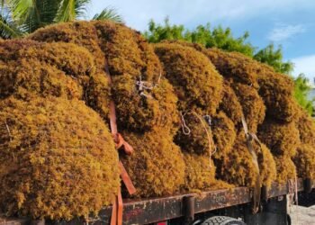 Royal Caribbean sigue en Mahahual: combate sargazo pese al rechazo de Perfect Day