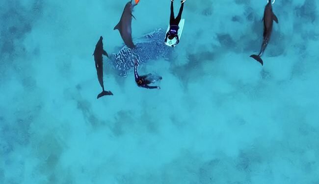 Nueve delfines continúan asegurados en Cancún; revisan quiénes podrían ser reubicados