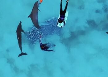 Nueve delfines continúan asegurados en Cancún; revisan quiénes podrían ser reubicados