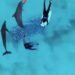 Nueve delfines continúan asegurados en Cancún; revisan quiénes podrían ser reubicados