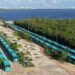 Cancún estrena 100 autobuses híbridos y prepara cuatro nuevas rutas MOBI