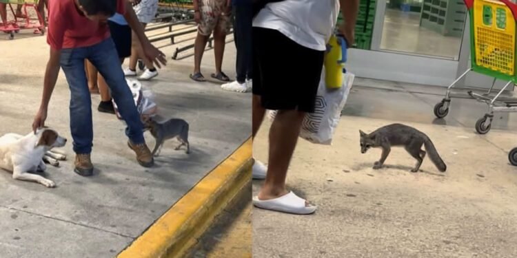 Confirman rabia en zorra gris capturada en Cancún
