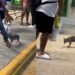 Confirman rabia en zorra gris capturada en Cancún