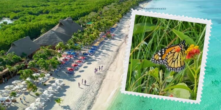 Reportan avistamiento de mariposa monarca en Cozumel