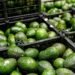 ¿Podrá el aguacate mexicano mantener su fuerza exportadora? Estas son las nuevas reglas