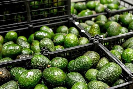 ¿Podrá el aguacate mexicano mantener su fuerza exportadora? Estas son las nuevas reglas