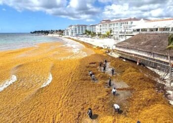 La arena que se fue con el sargazo podría regresar a Playa del Carmen: buscan recuperar 750 metros de playa