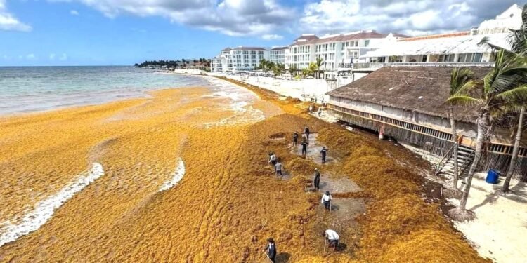 La arena que se fue con el sargazo podría regresar a Playa del Carmen: buscan recuperar 750 metros de playa