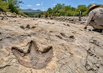 ¡Dinosaurios en Michoacán! INAH descubre 50 huellas de hace 65 millones de años