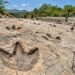 ¡Dinosaurios en Michoacán! INAH descubre 50 huellas de hace 65 millones de años