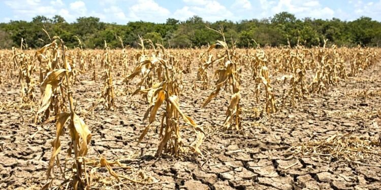 Sequía se come el maíz de 8 mil productores en Felipe Carrillo Puerto. ¿Llegará el apoyo?