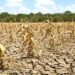 Sequía se come el maíz de 8 mil productores en Felipe Carrillo Puerto. ¿Llegará el apoyo?